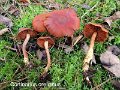 Cortinarius orellanus-amf611-2